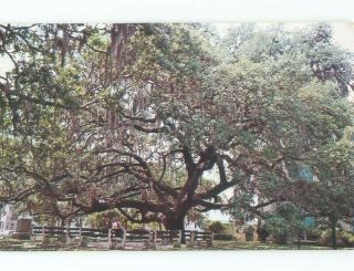 Pre - 1980 Live Oak Tree Palatka - Near Gainesville & Jacksonville Fl E6494