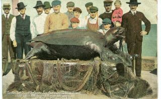 Postcard Giant Turtle Caught Between San Pedro And Catalina Island,  Ca Pmk 1909