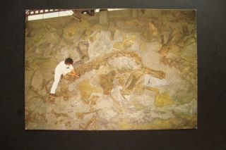 687) Dinosaur Nat Monument Dinosaur Quarry Bldg Little Tools For Big Bones