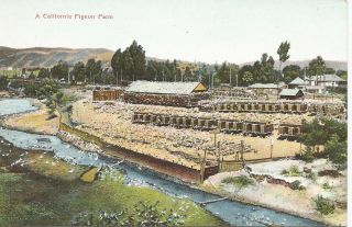 California Pigeon Farm Postcard C1910