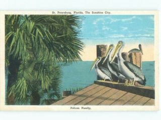 W - Border Pelican Birds On The Dock St.  Petersburg Florida Fl E8296