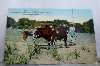 Mexico Mexican Arado Oxen Cultivating Soil Postcard Old Vintage Card View Post