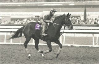American Horse Of The Year (2010) Named Thoroughbred Horse Postcard " Zenyatta "