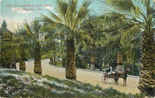 Los Angeles Ca Palm Drive At West Lake Park Couple In Horse Buggy 1910 Postcard