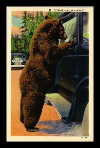Us Linen Postcard Hungry Bear Scavenger Surveys Car Windows For Food