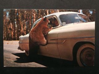 1950s Postcard: 2 Bear Cubs Beg At Car Window At Yellowstone National Park