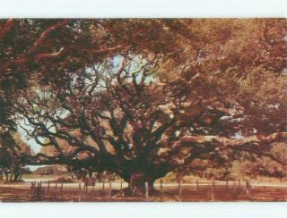 Pre - 1980 Live Oak Tree Is 2000 Years Old Rockport Texas Tx C8530