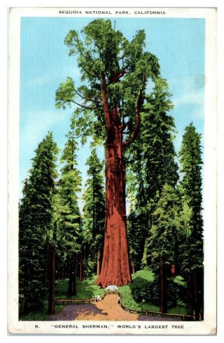 1941 General Sherman Redwood Tree,  Sequoia National Park,  Ca Postcard