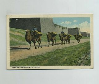 Early Peking Beijing China Camels At The Tartar Wall Chinese Postcard Wz4308