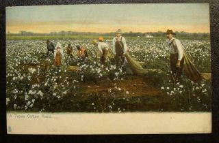 1910 Black Americana Postcard - Blacks And Whites In A Texas Cotton Field