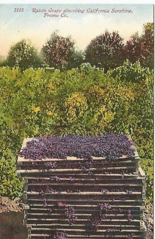 Fresno County Raisin Grape Absorbing California Sunshine Postcard C1910