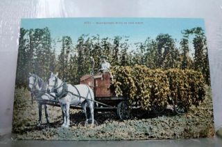 Scenic Harvesting Hops Postcard Old Vintage Card View Standard Souvenir Postal