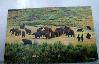 Yellowstone Park Grizzly Bears Postcard Old Vintage Card View Standard Souvenir