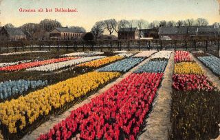 Netherlands Groeten Uit Het Bollenland Flowers Tulips Fleurs 1913 Postcard