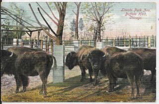 Buffalo Herd At The Lincoln Park Zoo,  Chicago,  Illinois