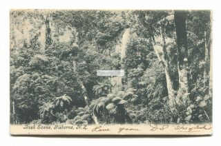 Zealand - Gisborne,  Bush Scene - Postcard Sent 1905 To Barry Dock,  Wales