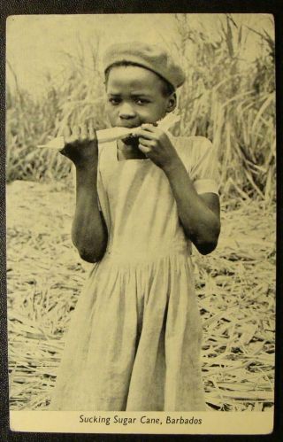 1910 Postcard - Little Girl - Sucking Sugar Cane,  Barbados - Caribbean Islands