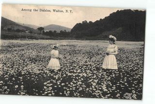 Walton York Ny Postcard 1908 Little Girls In White Among The Daisies