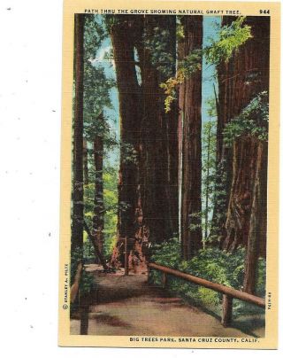 Old Linen Postcard,  Big Trees Park,  Santa Cruz County California