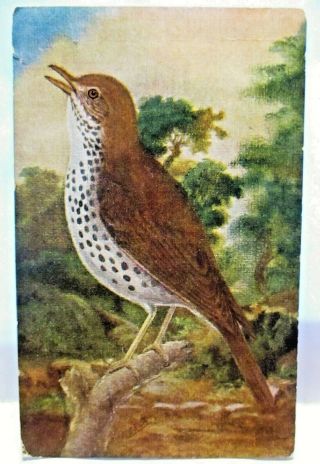 1910 Artist Signed Postcard Wood Thrush Bird