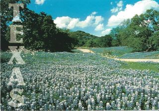 4x6 Vintage Texas Field Of Bluebonnets Flowers Postcard