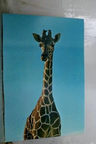 Colorado Co Denver Zoo Gardens Giraffe Postcard Old Vintage Card View Standard