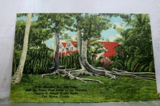 Florida Fl Fort Myers Edison Winter Home Moreton Bay Fig Trees Postcard Old View