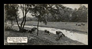 Us Postcard Herd Of Cows In Clover Hershey Chocolate Company Pennsylvania