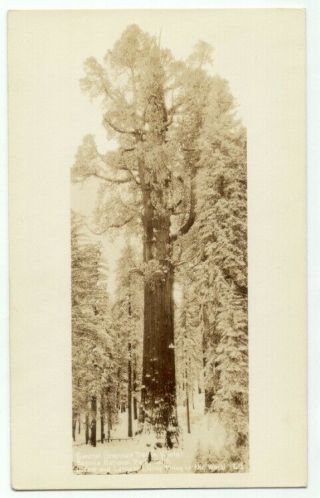 General Sherman Redwood Tree In Winter Sequoia National Park Rppc Postcard