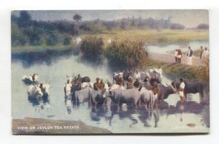 Ceylon Tea Estate - Cattle,  Handlers,  Lake - Old Lipton Series Postcard