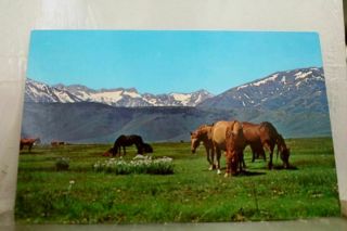Scenic Pasture Postcard Old Vintage Card View Standard Souvenir Postal Post Pc