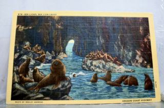 Oregon Or Coast Highway Sea Lions Caves Postcard Old Vintage Card View Standard