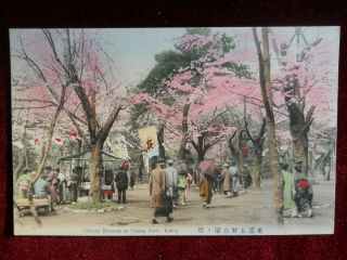 Vintage Postcard,  Cherry Blossom At Uyeno Park,  Tokio