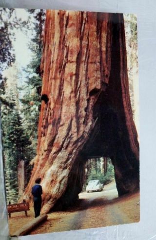 California Ca Yosemite Park Redwoods Postcard Old Vintage Card View Standard Pc