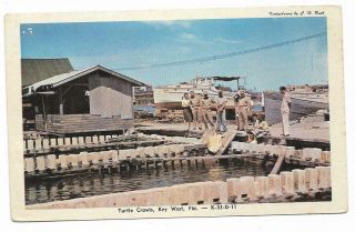 Vintage Florida Chrome Postcard Key West Turtle Crawls
