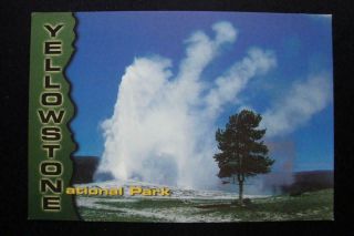 325) Yellowstone National Park Wyoming The Old Faithful Geyser The Lone Tree