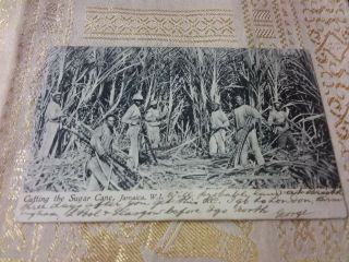 Vintage Postcard - Cutting The Sugar Cane,  Jamaica,  W.  I.