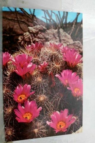 Mexico Nm Hedgehog Cactus Carlsbad Caverns Postcard Old Vintage Card View Pc