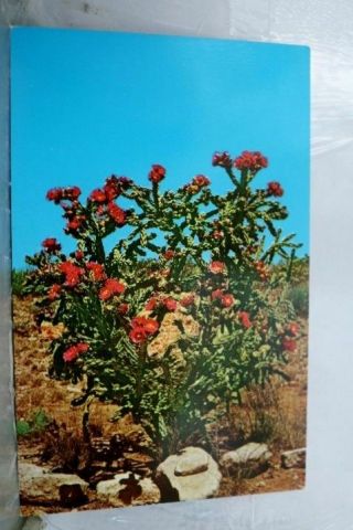 Mexico Nm Carlsbad Caverns Park Postcard Old Vintage Card View Standard Post