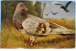 1910 Artist Signed Postcard Pigeon In Field