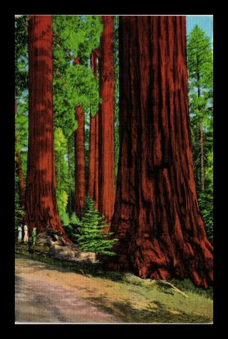 Dr Jim Stamps Us Redwood Trees General Grant National Park Postcard