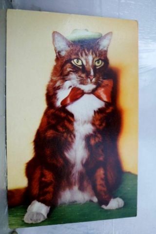 Scenic Cat Postcard Old Vintage Card View Standard Souvenir Postal Post Pc
