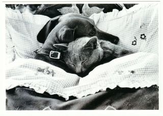 Cat And Dog Sleeping Under Bedcovers Postcard