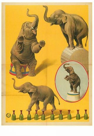 Elephant Walking On Bottles Performing At Circus 1909 Image Modern Postcard