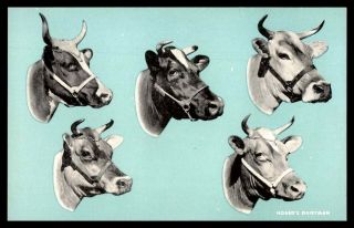 Mayfairstamps Advertising Hoards Dairyman Cows Postcard Wwb48531