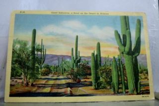 Arizona Az Giant Saguaros Desert Postcard Old Vintage Card View Standard Post Pc