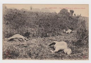 Sad Old Card Shot Elephant Hunt Corpses Lang Biang Vietnam Around 1910 Indochine
