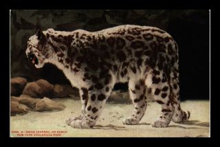 Us Postcard Snow Leopard At York Zoological Park