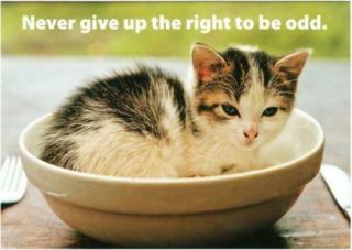 Never Give Up The Right To Be Odd Kitten In Bowl Cat Quote Postcard