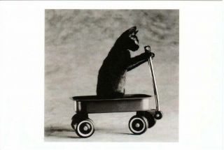 Black Cat In A Toy Wagon Postcard